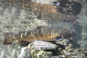 Salmo River Bull Trout are blue listed. Please release unharmed if you catch them.